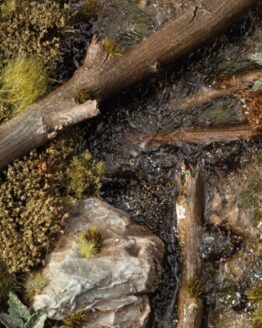 Swamp Shrubs